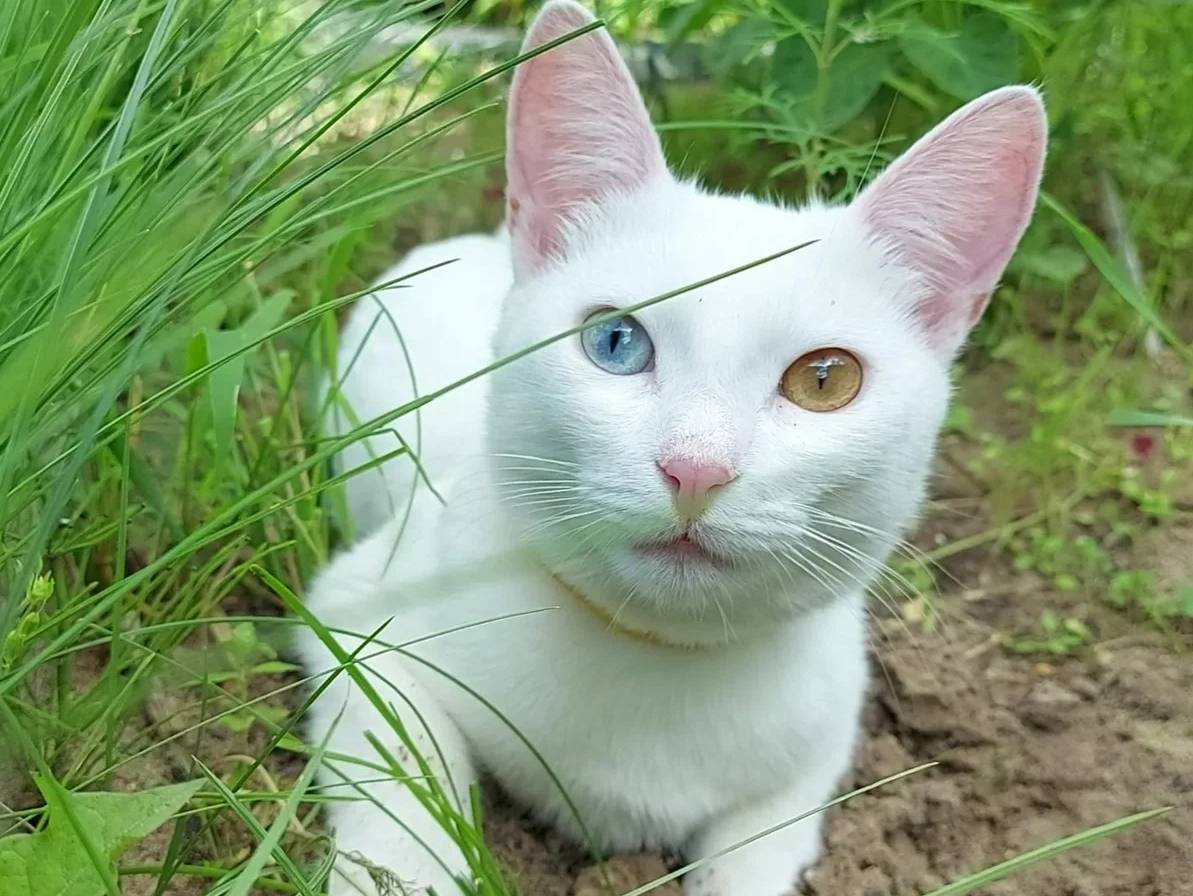 Кошки и коты с разными глазами: порода