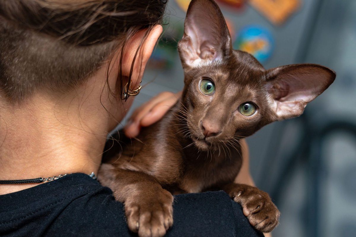 Кошки ориенталы – особенности и фото породы