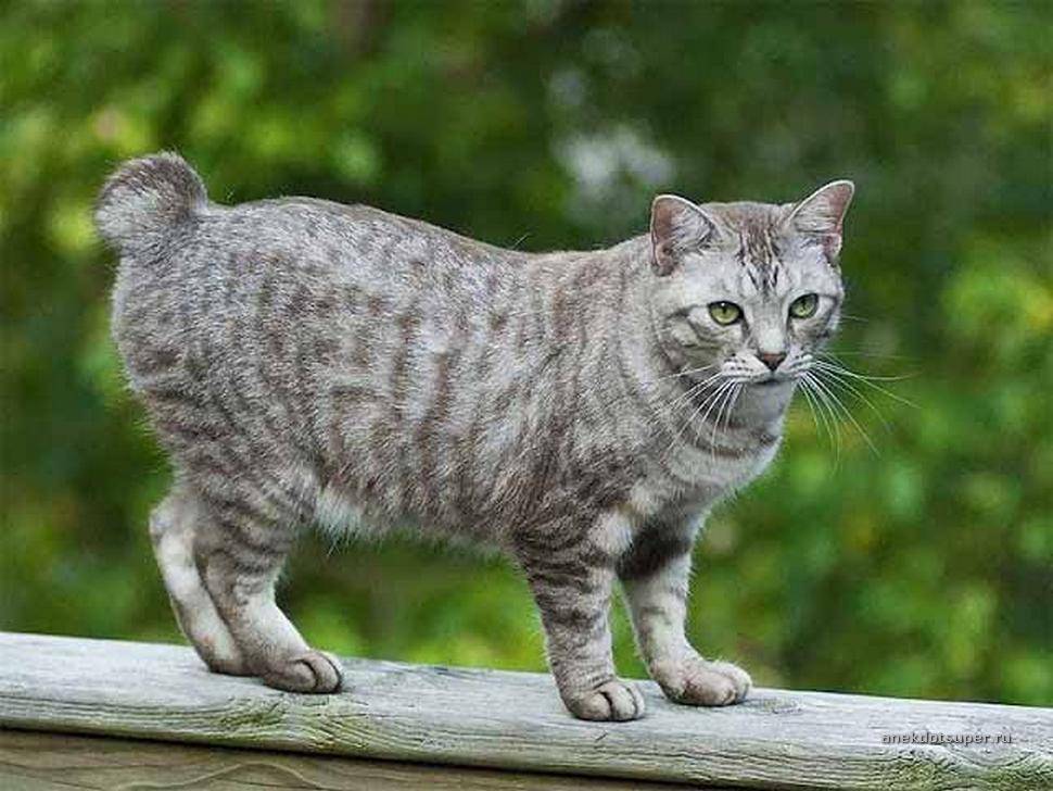 Породы кошек без хвоста | бесхвостые и короткохвостые коты c фото и названиями