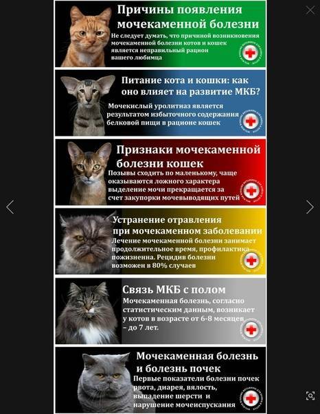 Девять жизней: составлен рейтинг самых частых болезней кошек и собак | gafki.ru | дзен