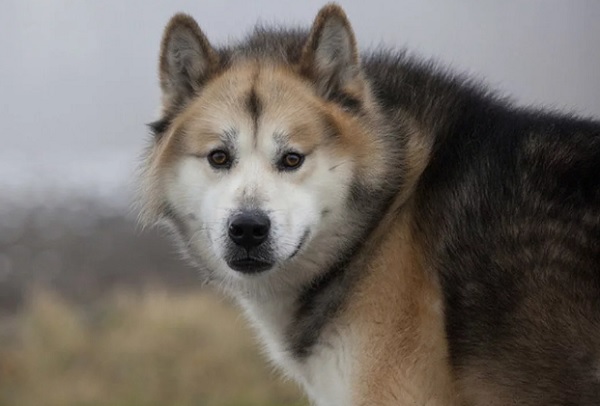 Гренландская собака: описание породы, характер, уход и отзывы владельцев