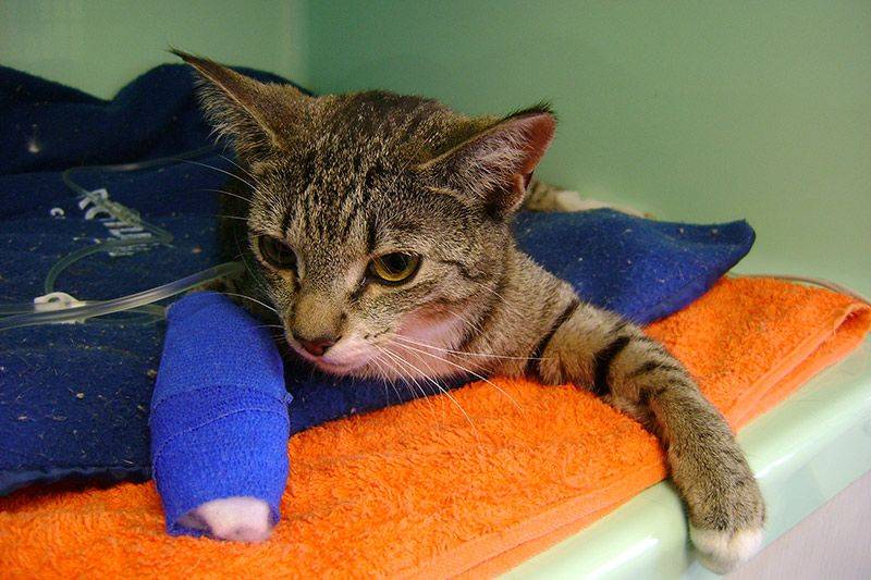 Переломы лап кошек: симптомы, что делать в домашних условиях, лечение и уход после операции