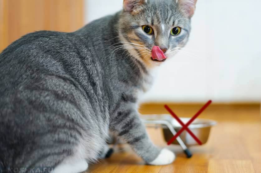 Кастрированный кот хочет кошку: причины и способы решения проблемы  - mimer.ru