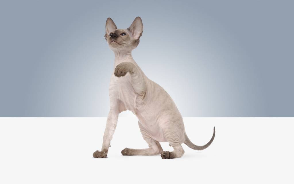 Самые умные породы кошек в мире: топ 10 с фото и названиями