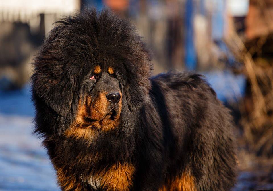 Огромная собака порода. Тибетский мастиф. Собаки породы тибетский мастиф. Королевский тибетский мастиф. Сабакатибетский мастиф.