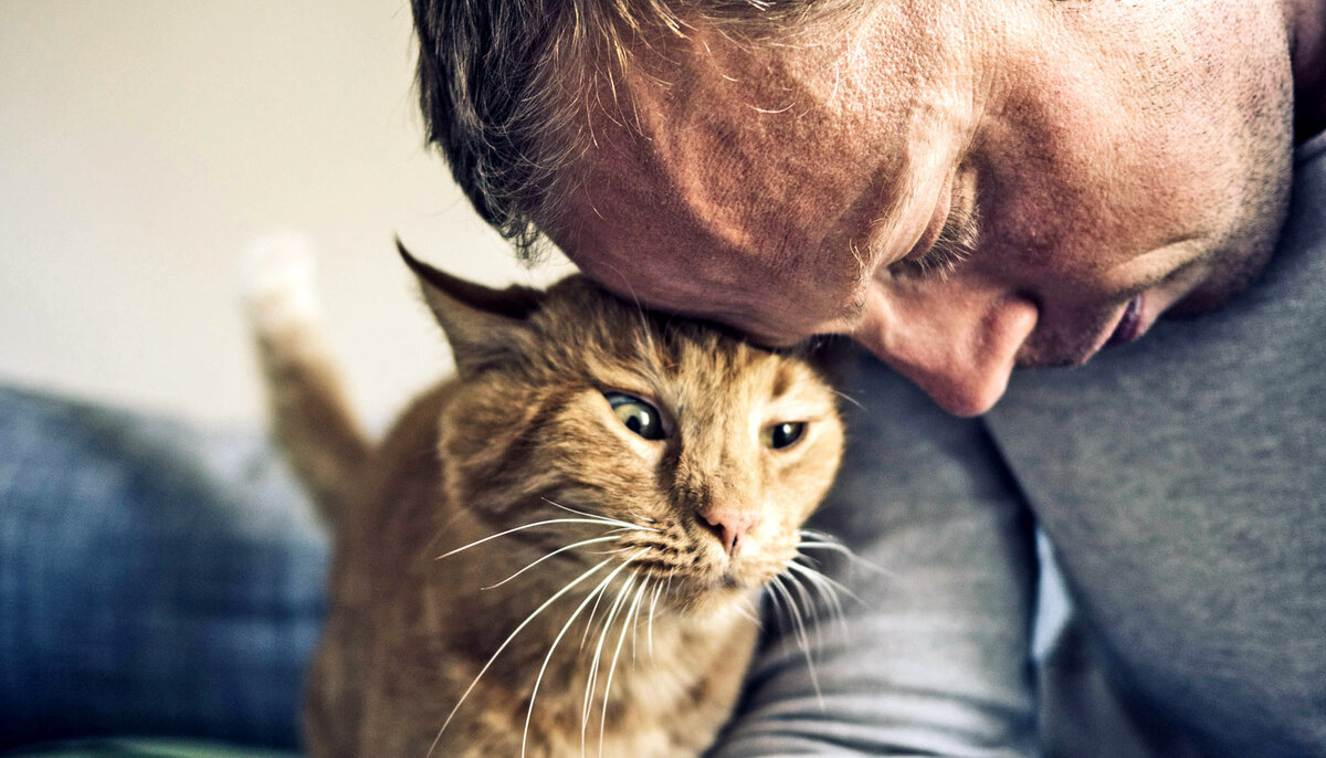 Как понять проявления любви у кошек, как они выражают и показывают свою любовь к хозяевам: повадки, говорящие о том, что коты любят хозяйку — какие признаки проявляют
