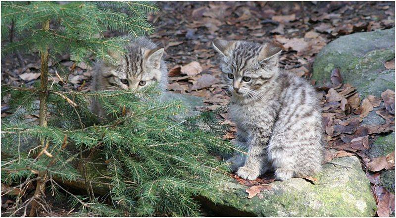 Кавказский лесной кот: редкий вид кошек, занесённый в красную книгу россии.