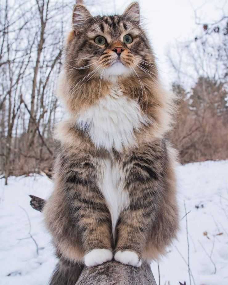 Кошки рагамаффин: описание породы, характер, содержание и уход, цена, фото