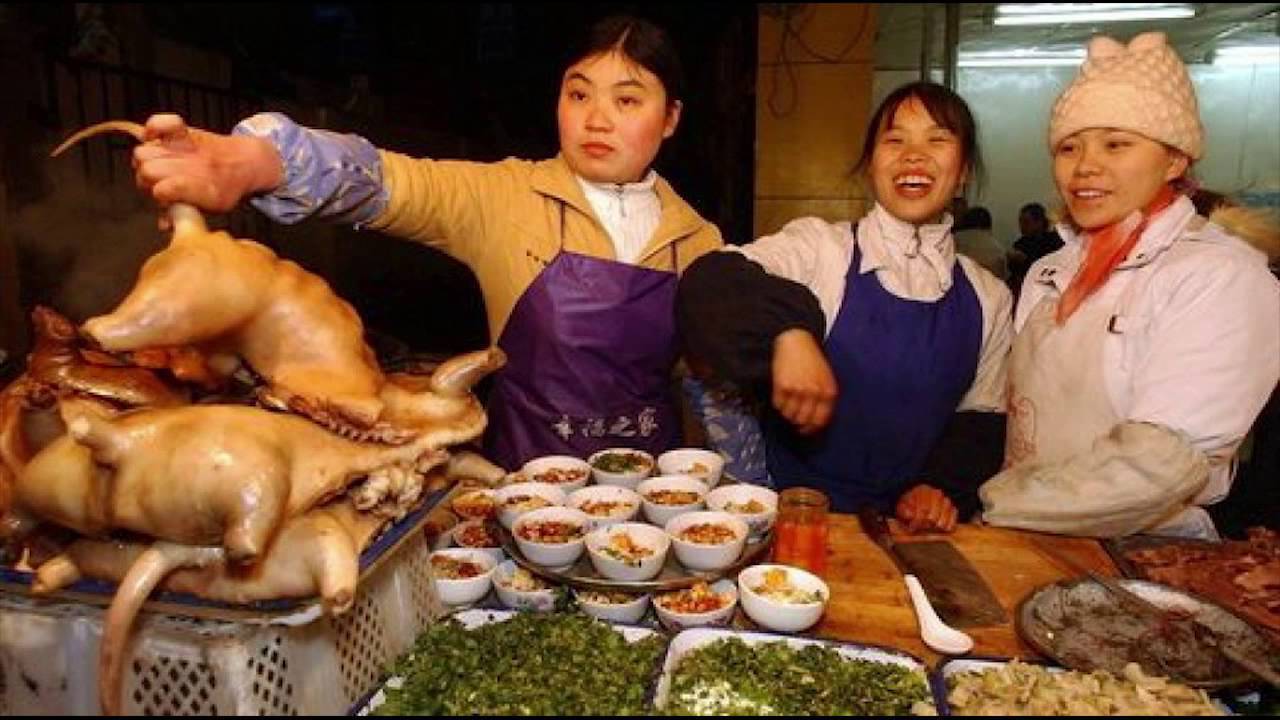 «они едят собак!» фестивали собачьего мяса в китае: почему зоозащитники до сих пор не добились запрета