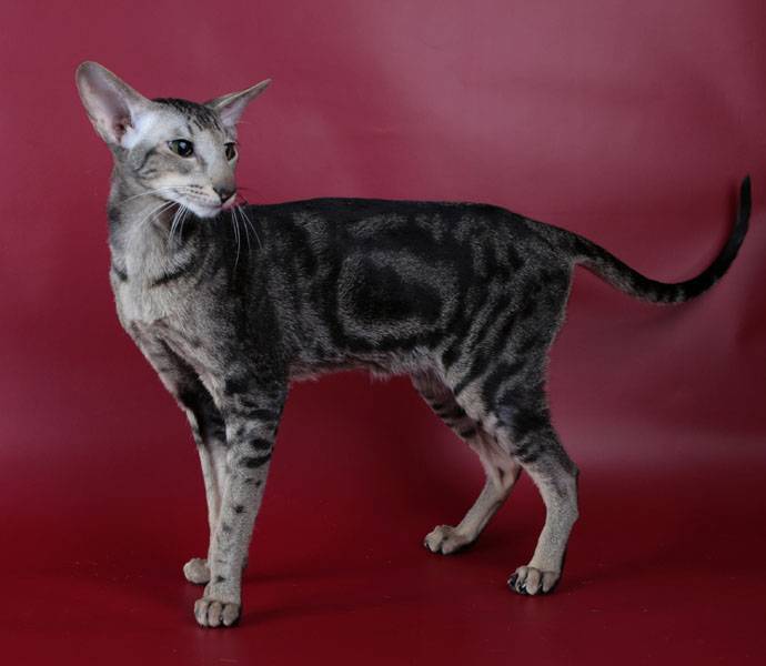 Ориентальная кошка окрасы с фото и названиями