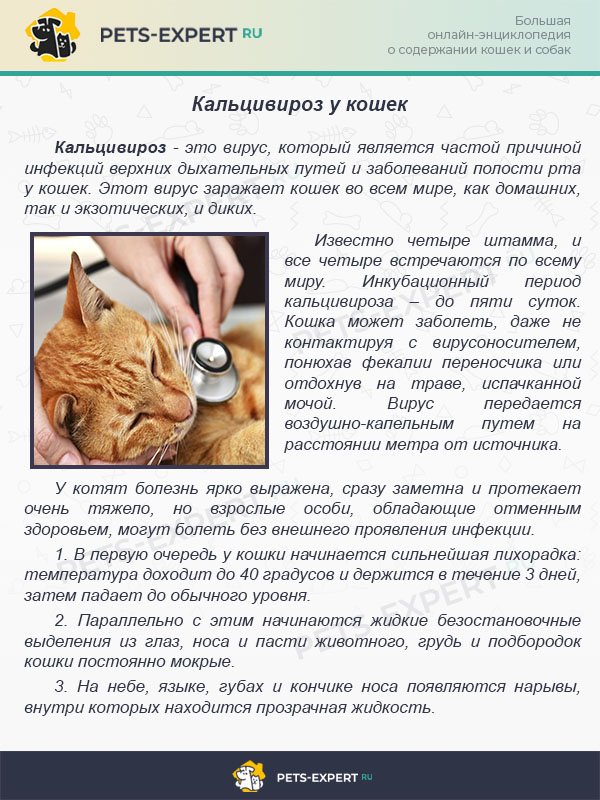 Кальцивироз у кошек:  симптомы и лечение вируса