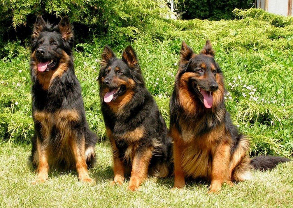 Породы собак родом из чехии