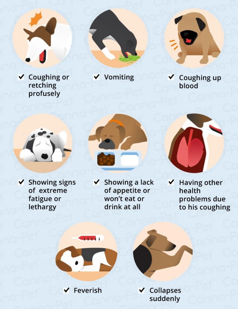 Вольерный кашель у собак - симптомы и лечение, препараты, профилактика