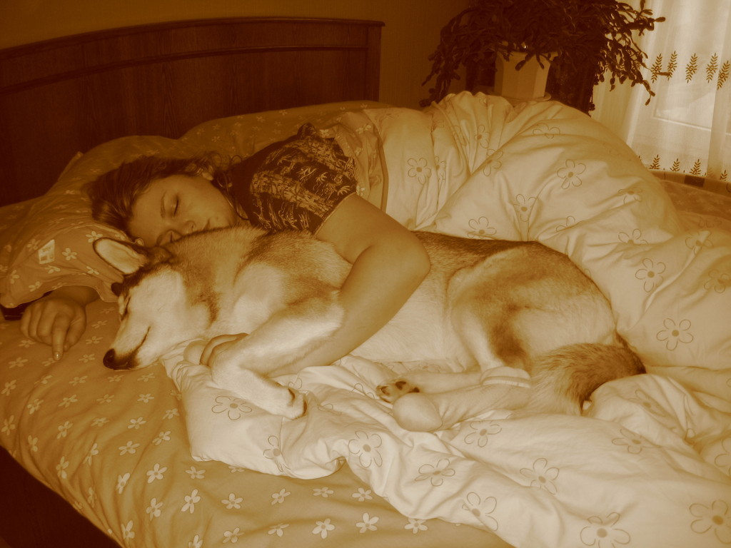Собака спит в постели? плюсы и минусы совместного сна с собаками
