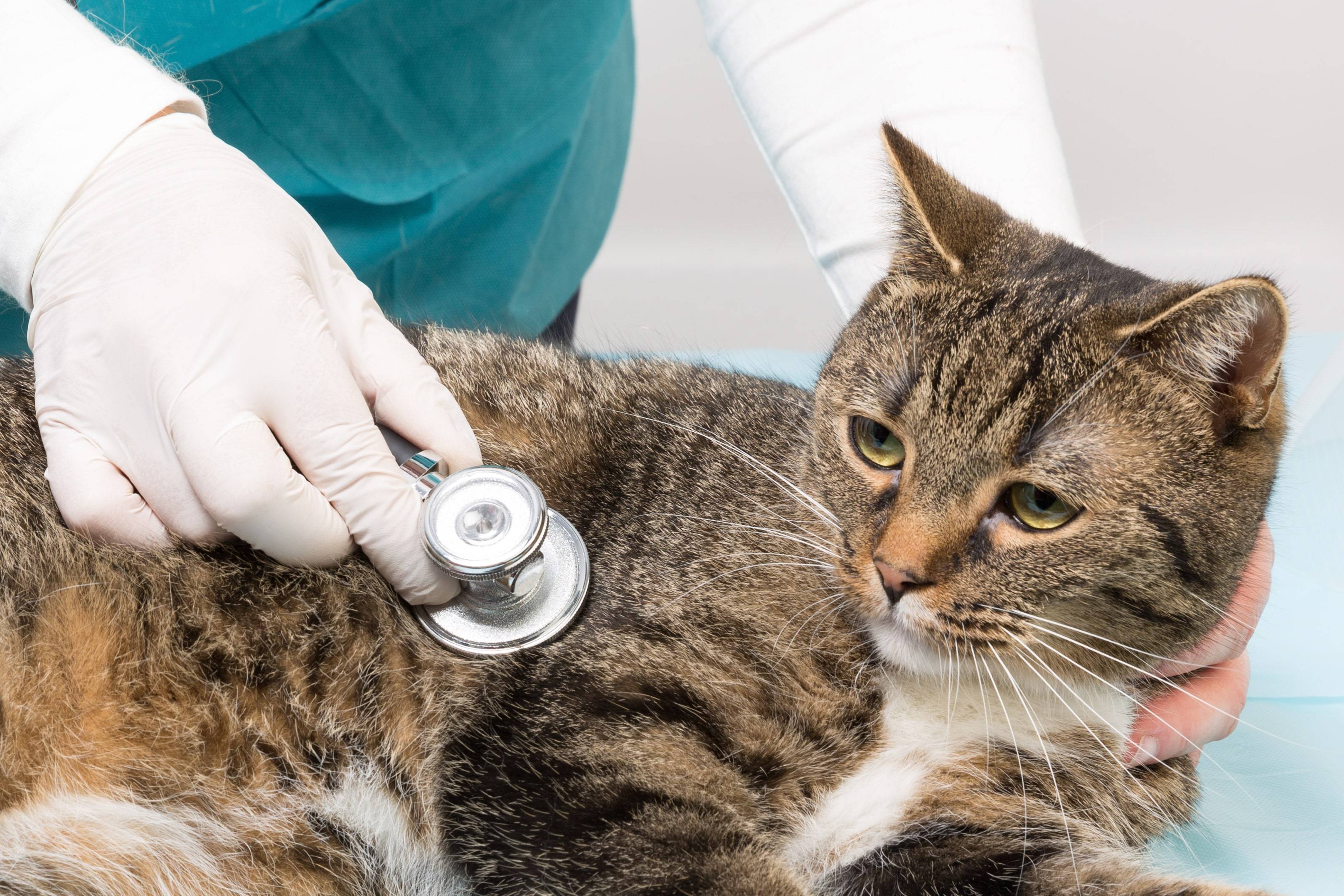Мастит у кошек - причины, симптомы, лечение | нижний новгород