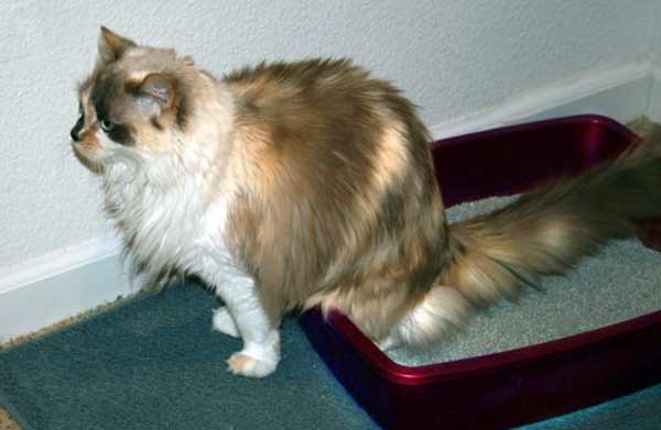 Идиопатический цистит у котов: лечение цистита у кошек