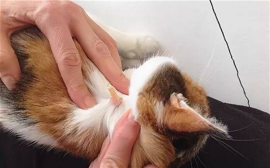 Шишки у кота на шее, животе, под кожей: причины и лечение