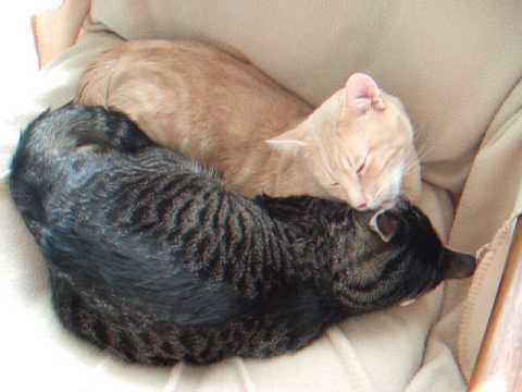 Почему кошка облизывает человека. Кошка лижется. Кошки вылизывают друг друга. Коты лижут друг друга. Котики Облизываются друг.