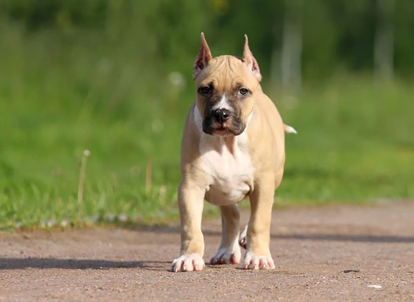 Американский стаффордширский терьер: собака-компаньон или агрессор?