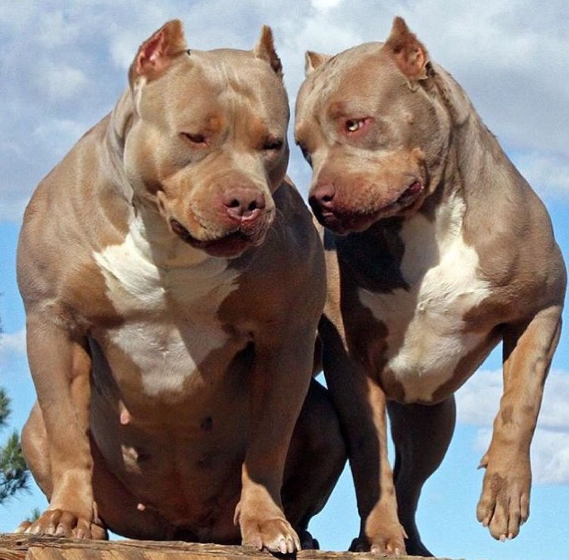Бойцовские собаки породы фото и названия питбуль