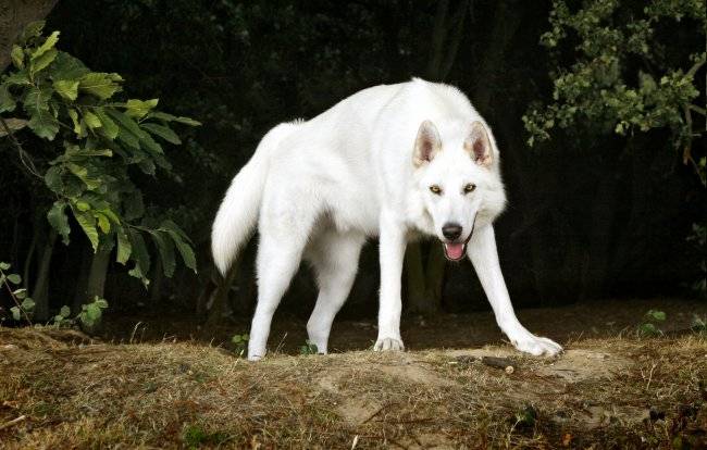 Северная инуитская собака — википедия