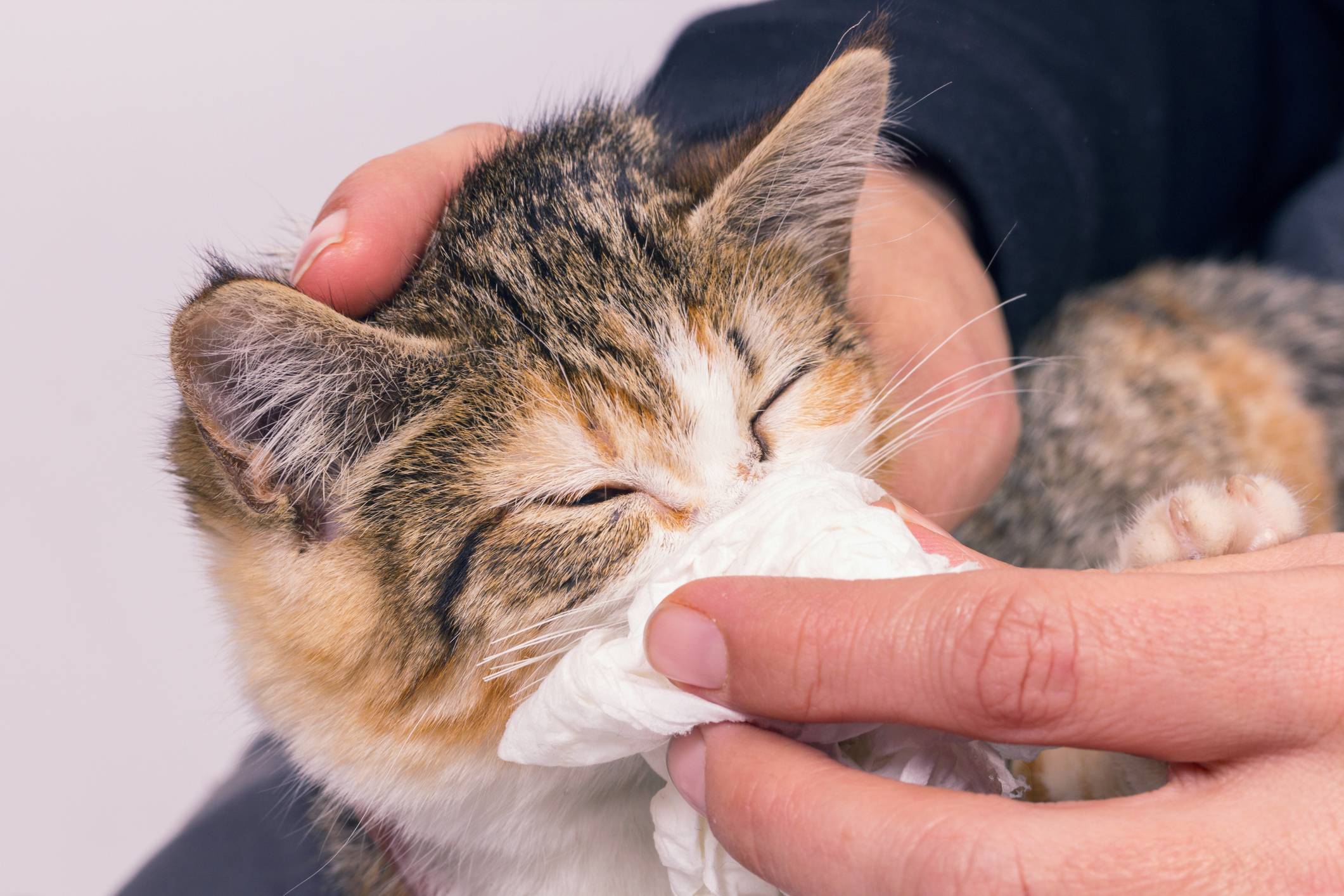 Кот постоянно чихает, что делать хозяевам? причины и профилактика