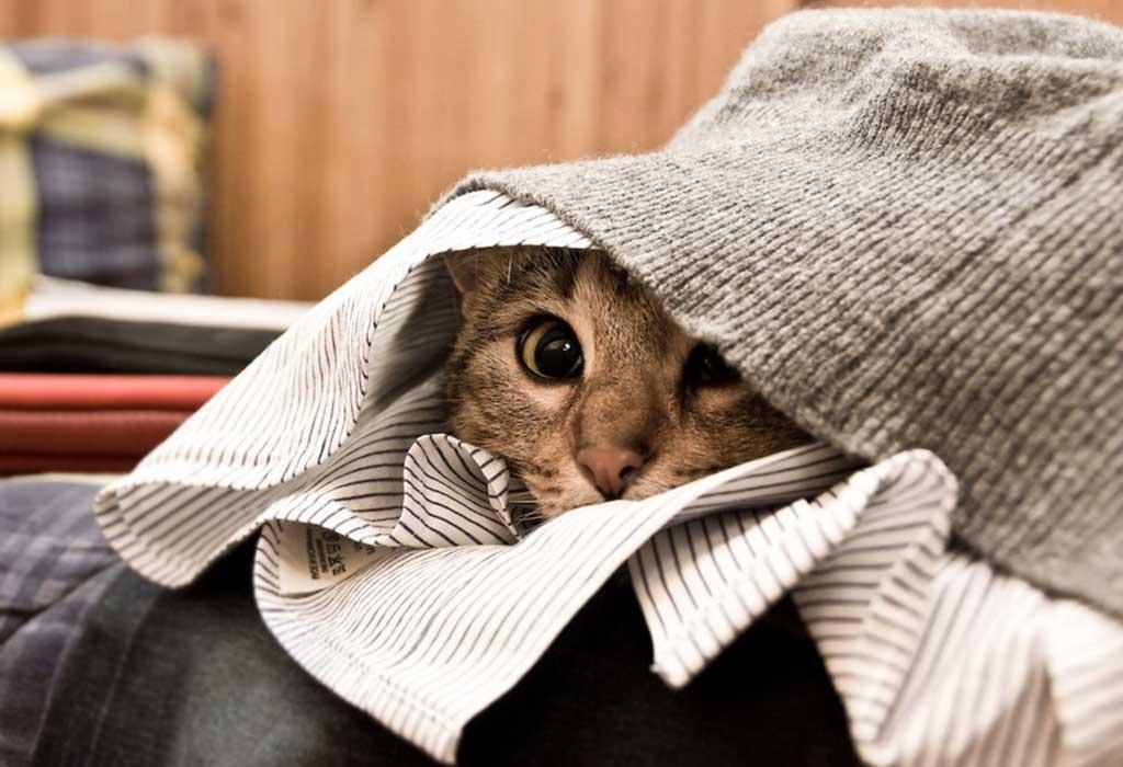 Почему кот прячется в темное место когда болеет