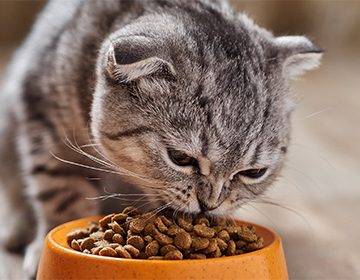 Сколько раз в день кормить кошку: правила питания