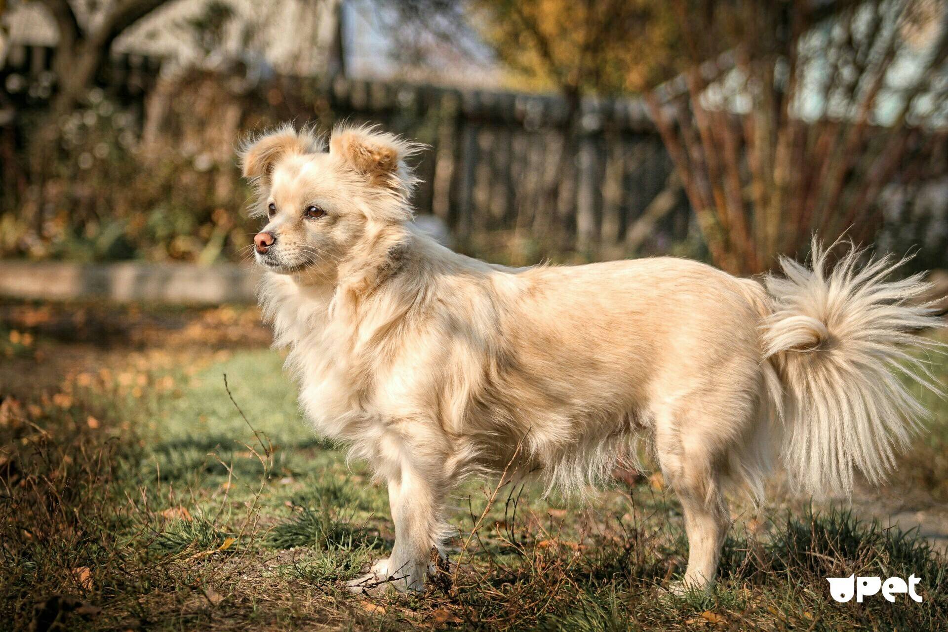 Cамая маленькая собака в мире. топ-20 пород с фото и описанием