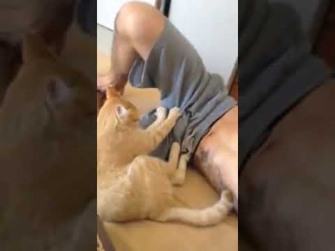 Почему кошки делают «массаж» и что это значит для хозяина