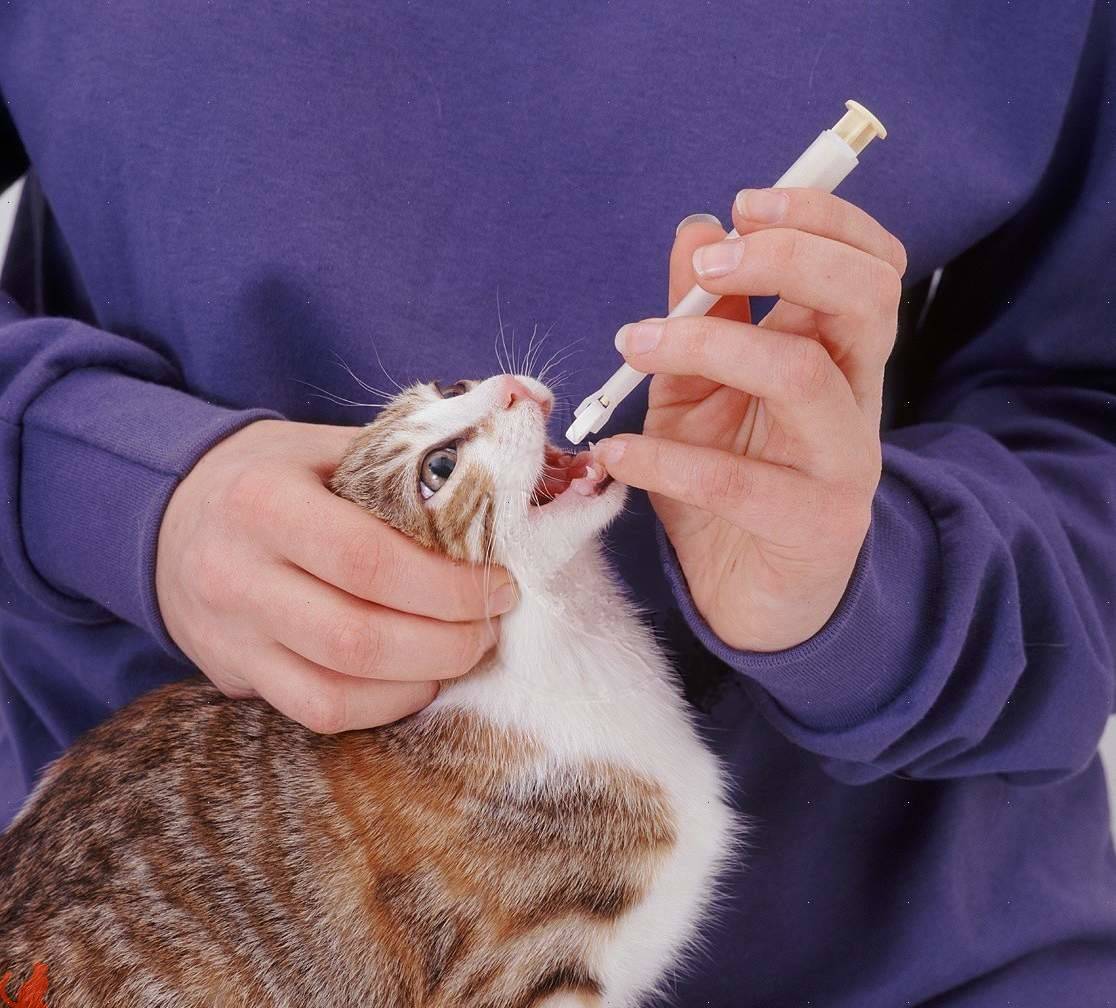 Глистогонное для кошек: симптомы, последствия и способы лечения