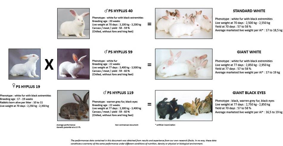 Кролик белый паннон: описание породы, разведение, фото