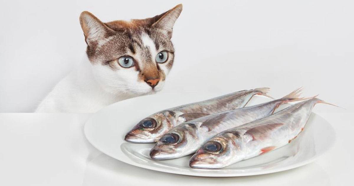 Можно ли кошкам рыбу? все «за» и «против»…