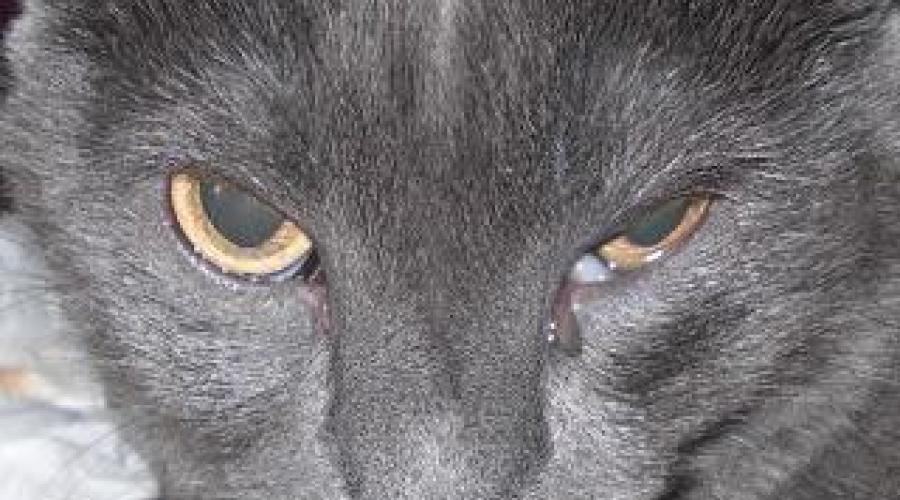 Выделения из глаз у котенка: коричневые, черные, гнойные