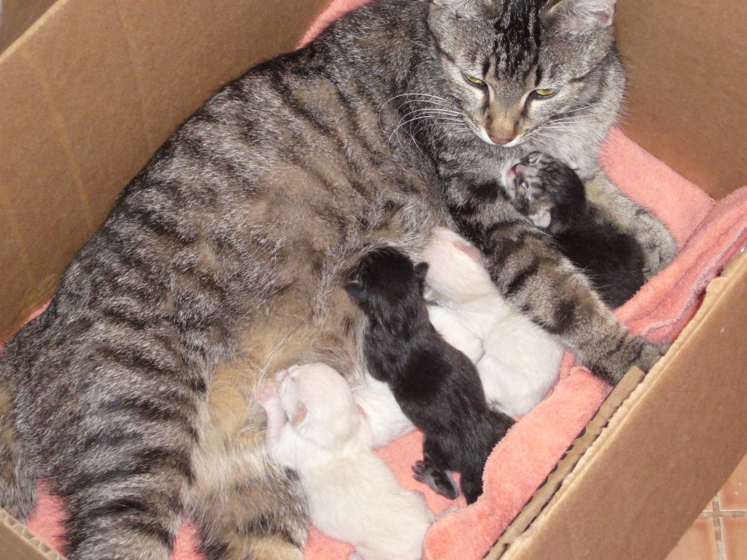 Сколько котят кошка может родить в первый раз и за всю жизнь, от чего зависит количество малышей в помете?