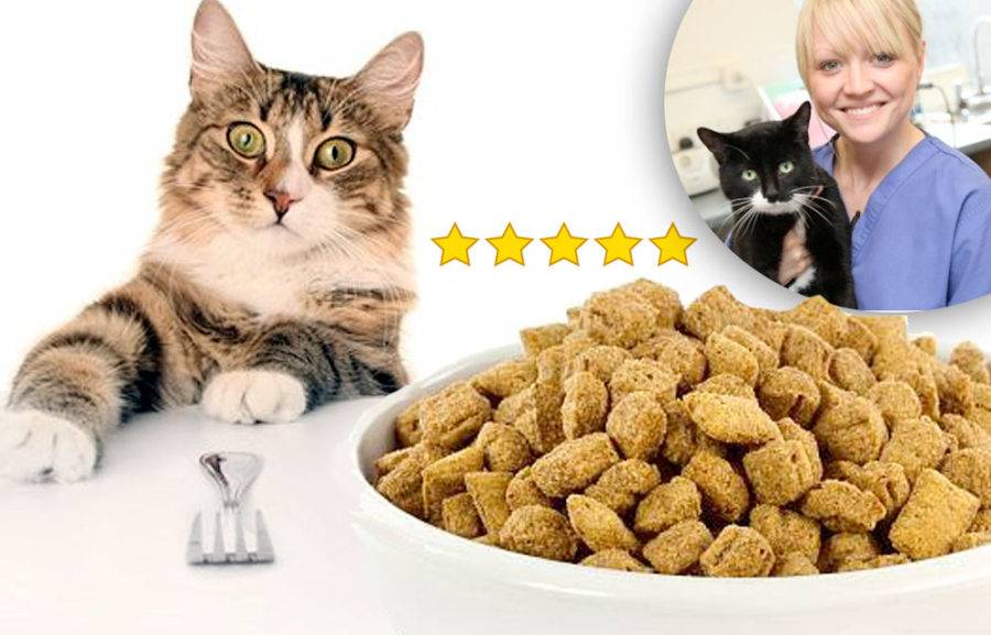 Рейтинг влажных кормов для котят, особенности состава, классы и виды, отзывы ветеринаров и владельцев животных