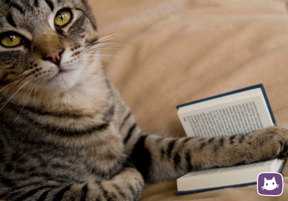 Топ-5 самых умных кошек: породы, рейтинг и характер