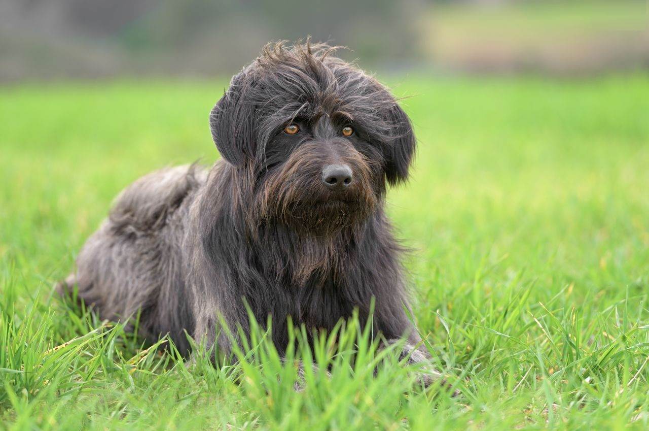 Пиренейская овчарка: описание породы с фото, короткошерстная, длинношерстная собака
