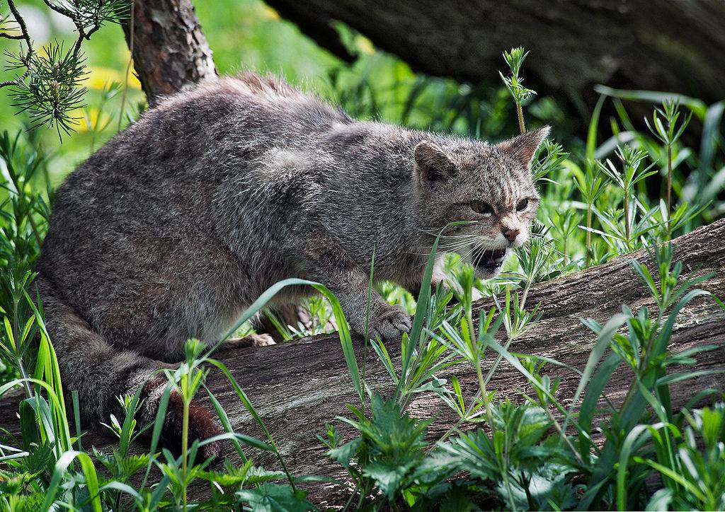 Кавказский лесной кот интересные факты. дикий лесной кот – это не рысь, а предок наших домашних кошек! | интересные факты