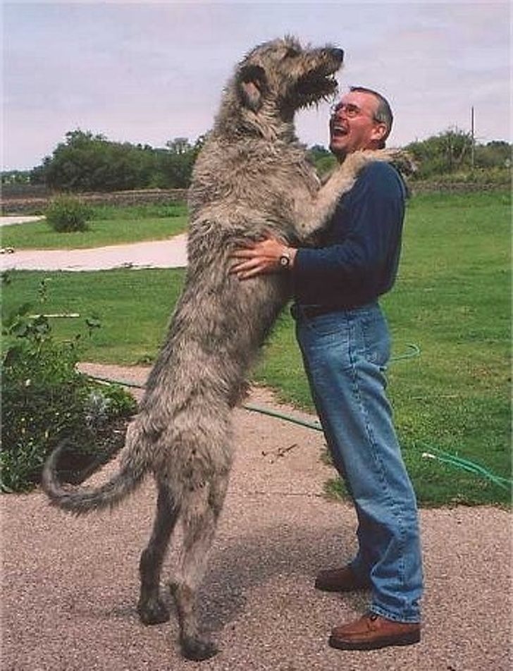 Ирландский волкодав (вольфхаунд), описание породы собак: отличия, характер