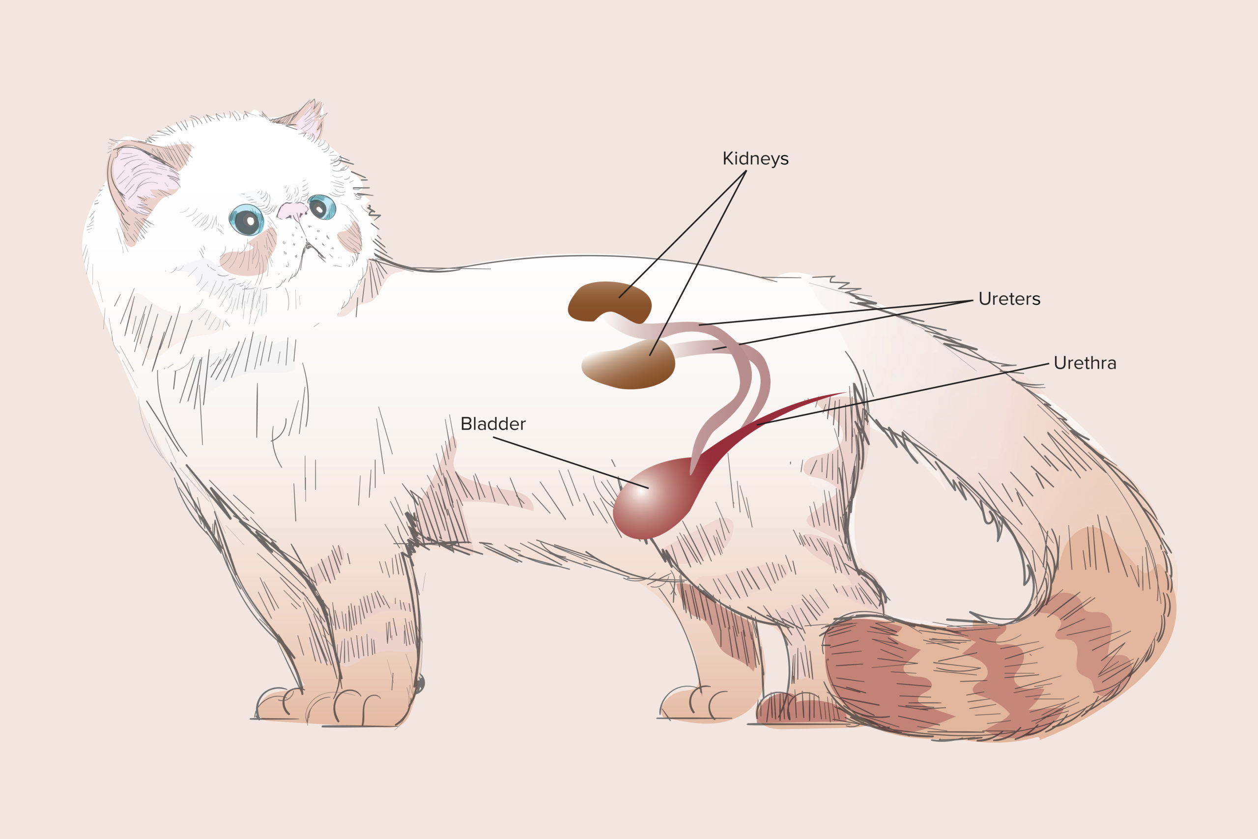 Кот писает кровью: с чем связано и как лечить, если у кошки кровавая моча