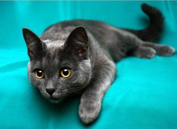 Корат – кошка родом из таиланда, описание породы, внешний вид и характер, уход и кормление