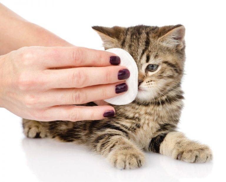 Котенок чихает: сопутствующие симптомы, виды заболеваний, лечение