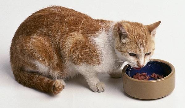 Чем кормить кошку после родов: полноценное питание  и уход