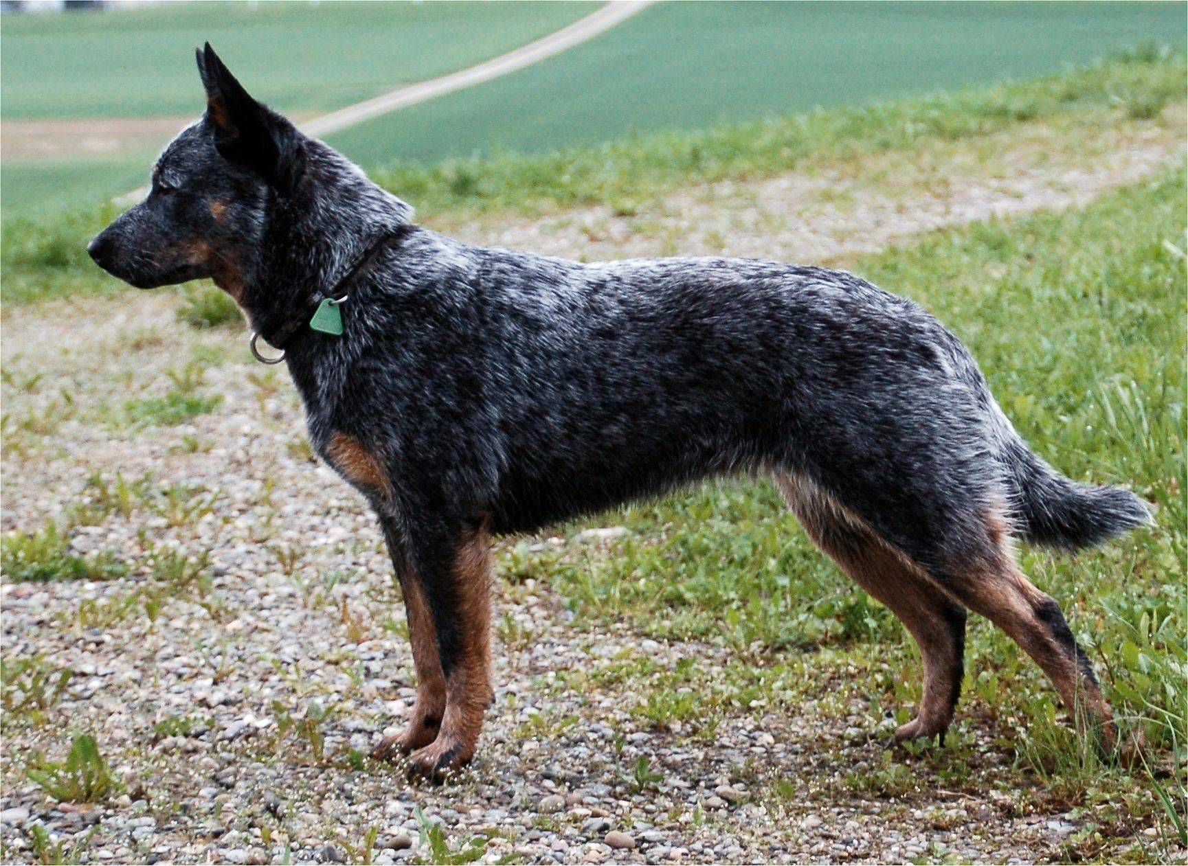 Австралийская пастушья собака (хилер): описание, фото, характер, особенности ухода