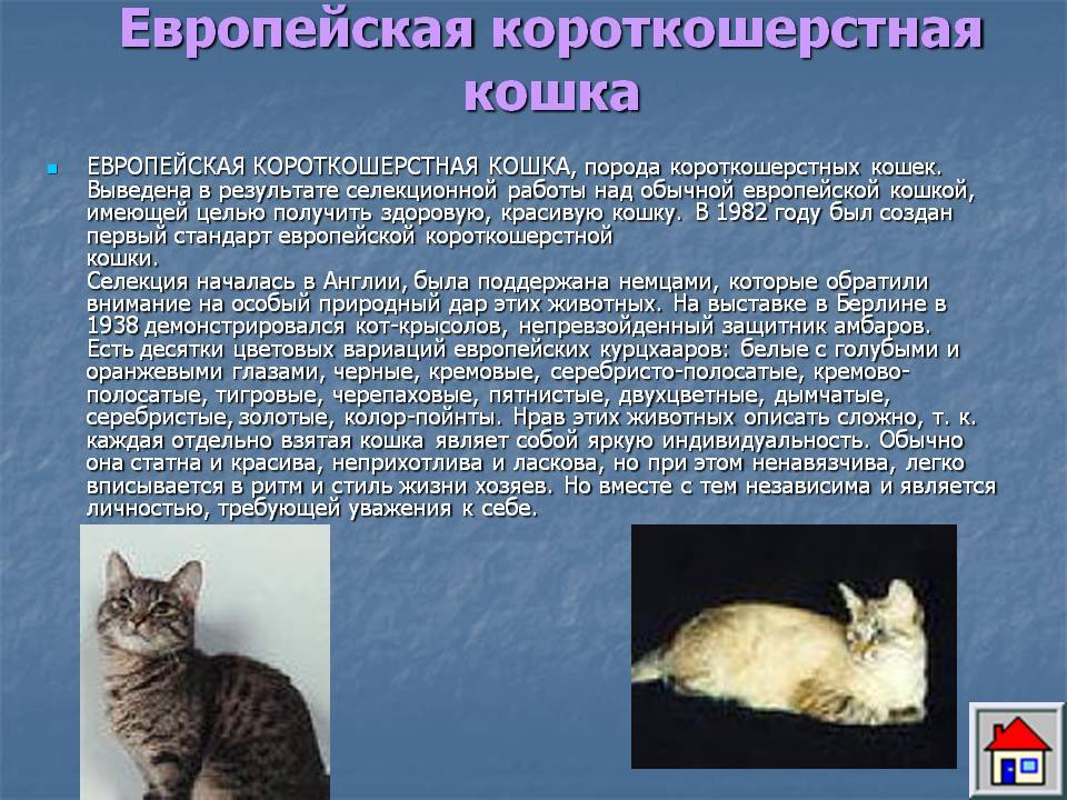 Европейская короткошерстная кошка (кельтская): фото,цены