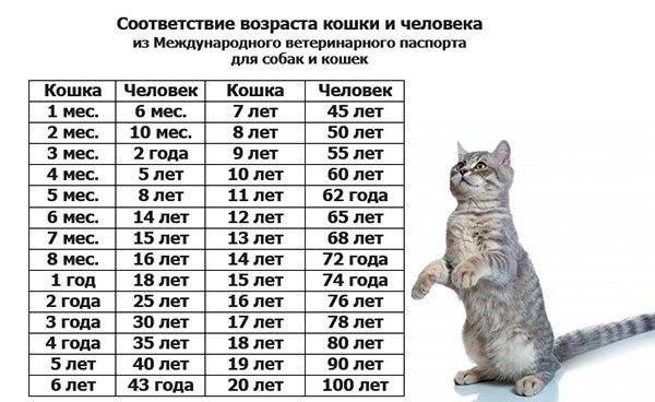Сколько лет кошке по человеческим меркам таблица