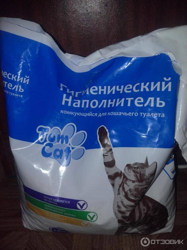 Почему кошка ест наполнитель для туалета и что при этом делать?