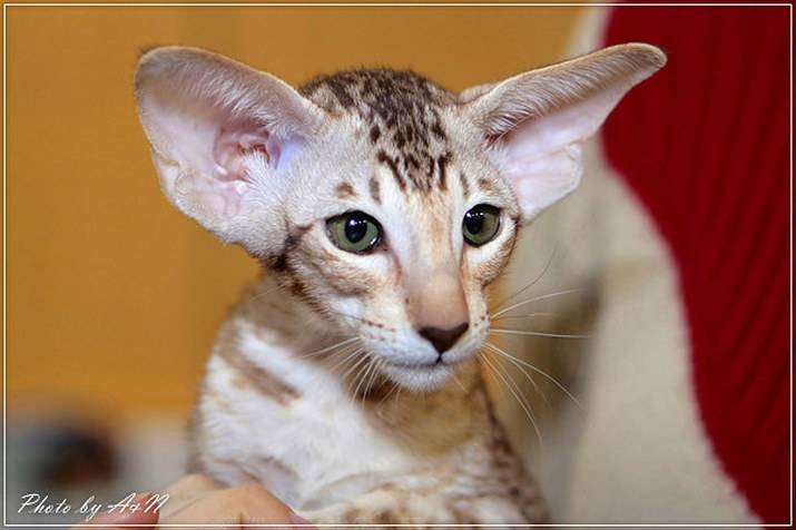Самые популярные кошки с большими ушами: топ-10