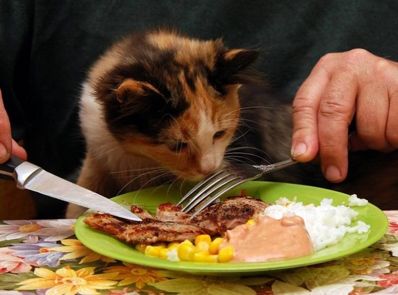 Можно ли давать кошке мясо